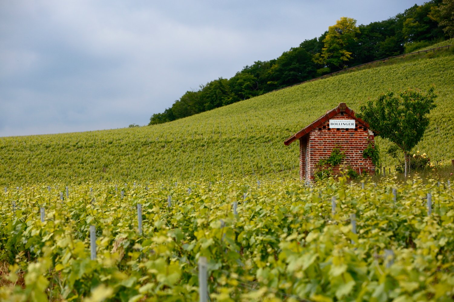 AVENAY vineyard in June