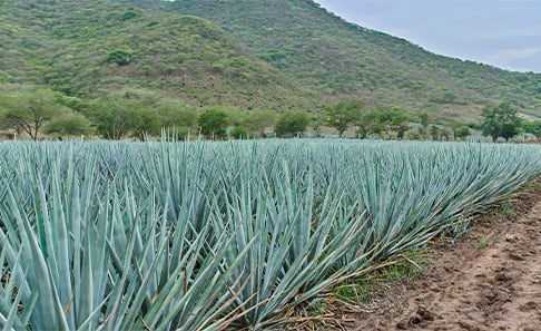 Agave