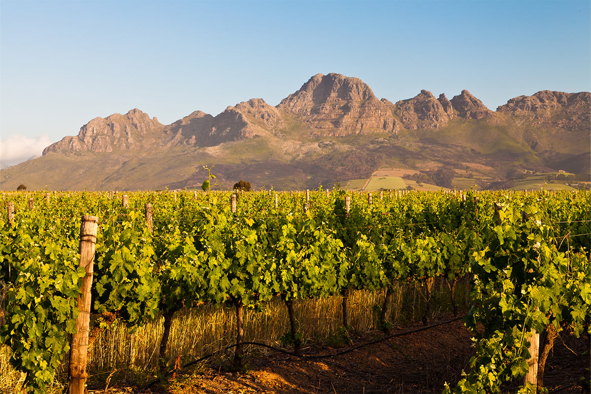 Cape Winemakers Guild Image 4 Landscape