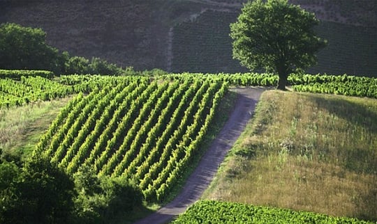 Domaine Jean Foillard Cover