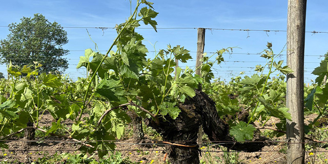 GB EP Header Image Desktop