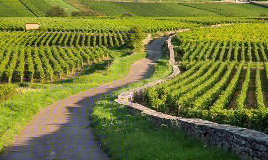 Guide to Investing in Burgundy