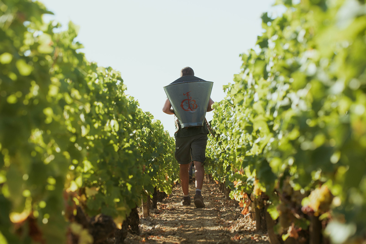 Haut Brion, Image 4, 1200x800