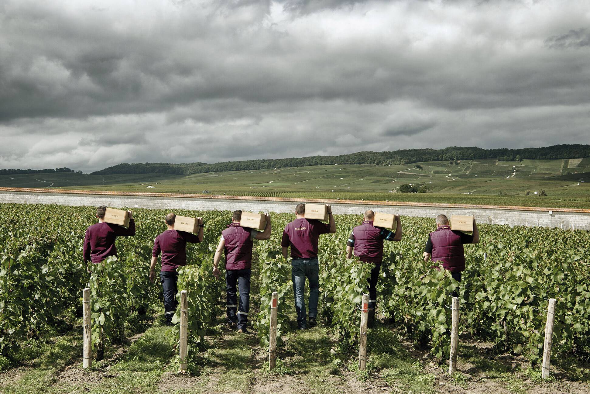 krug vineyards